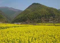 黟縣五里村天氣