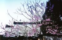 徽州槐塘天氣