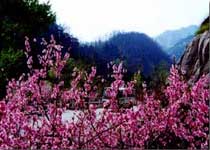 泰山桃花峪天氣