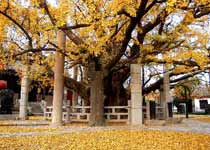莒縣浮來(lái)山風(fēng)景區(qū)天氣