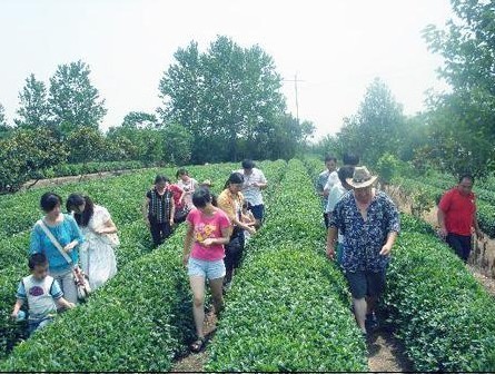 日照御青茶博園風(fēng)景區(qū)天氣