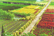 南京江都現代花木產業園天氣