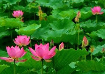 揚(yáng)州荷花池公園天氣