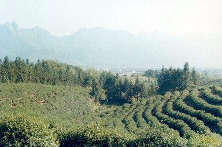 合肥天方茶業天氣