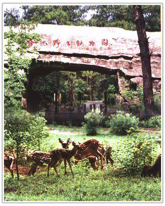 合肥野生動物園天氣