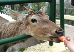 青島動物園天氣