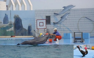 青島海豚表演館天氣