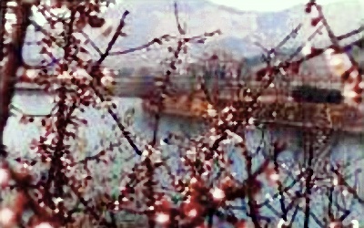 青島十梅庵公園天氣