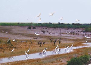 東營河口生態游樂園天氣