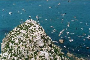 煙臺長島萬鳥島天氣