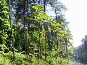濟寧鐵山公園天氣