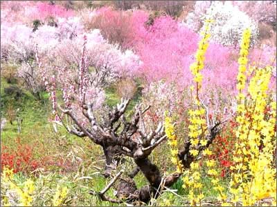 日照桃花島風情園天氣