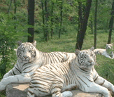 北京八達嶺野生動物世界天氣