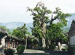 登封嵩陽書院天氣