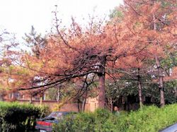 紅橋區烈士陵園天氣