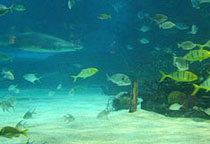 石家莊海洋水族館天氣