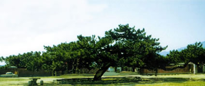 承德九龍松天氣