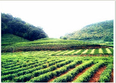 婺源金山生態(tài)茶業(yè)觀光園天氣