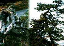 陽泉龍鳳松天氣