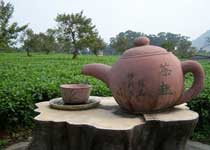英德茶趣園天氣