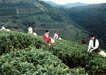 興寧黃蜂窩茶山旅游區(qū)天氣