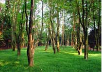 南寧良鳳江國家森林公園天氣