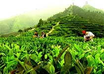 凌云茶山金字塔天氣