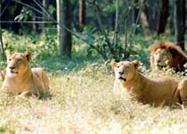 瓊山熱帶野生動植物園天氣