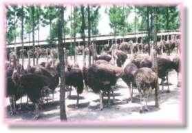 韶關乳源鴕鳥養殖場天氣