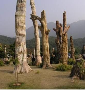 深圳仙湖化石森林天氣