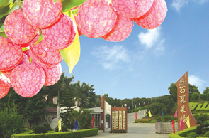 深圳西麗果場(chǎng)天氣