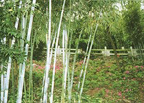 珠海灣仔竹仙洞天氣