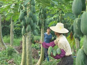廉江新民塘底村天氣