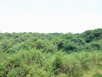 廉江謝鞋山野生荔枝林天氣