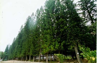 陽江金山森林公園天氣