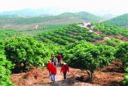 清遠(yuǎn)柏嘉觀光果園天氣