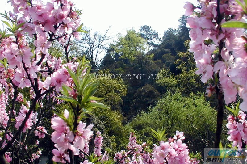 大同靈丘桃花山天氣