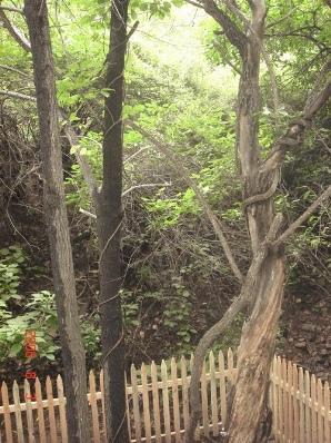 陽泉翠楓山天氣
