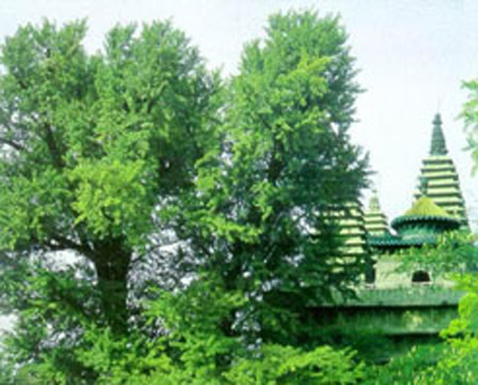 忻州惠濟寺天氣