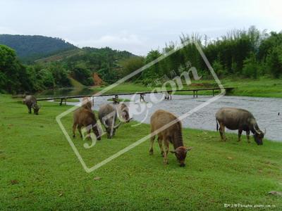 梧州大爽河生態(tài)旅游景區(qū)天氣