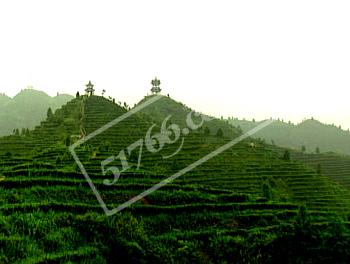 百色凌云茶山金字塔天氣