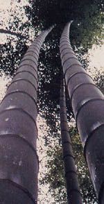 來賓原始森林度假村天氣