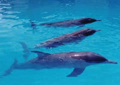三亞熱帶海洋動(dòng)物園天氣