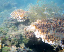 海口儋州磷槍石島天氣