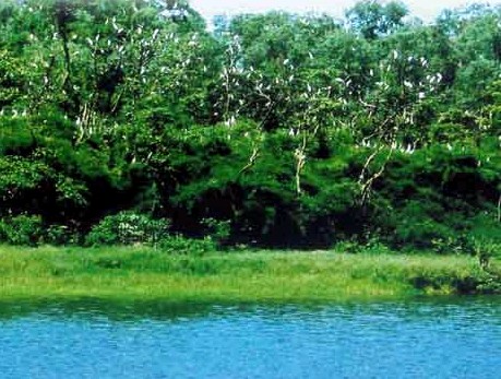 澄邁鷺鳥天堂天氣