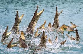 廣州鱷魚公園天氣