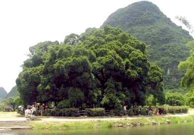 紅河大榕樹天氣