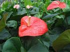西雙版納熱帶花卉園天氣