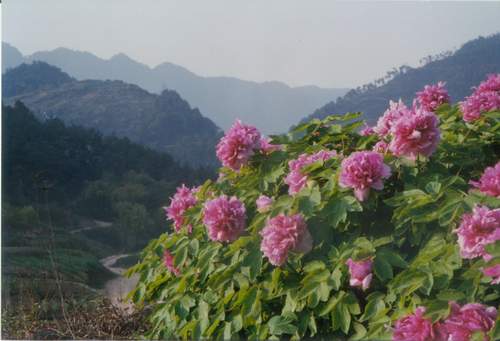 墊江牡丹生態旅游區天氣