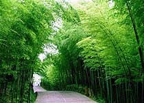 赤水竹海公園天氣